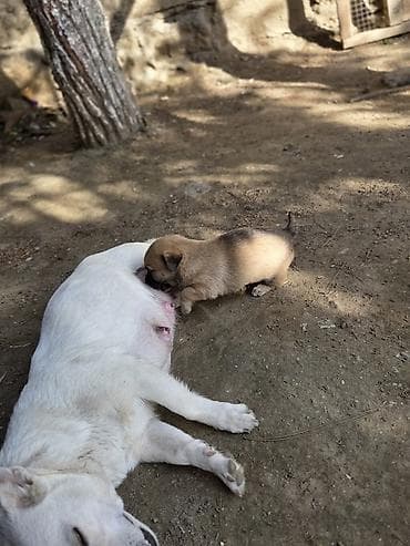 zvonok itler: Zvonok, Erkek — 4