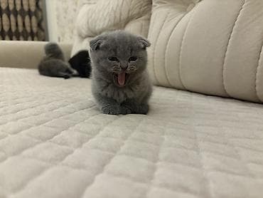 Şotland yastı qulaq, Yaxşı əllərə, Ünvandan götürmə