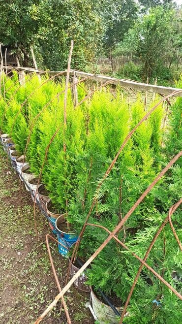 çiyələk şitili: Məhsul: Thuja (qızıl rəngli, sütunvari ardıc) fidanları — 2