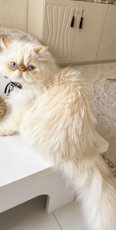 maykonq pişik: Fars, Erkək — 2