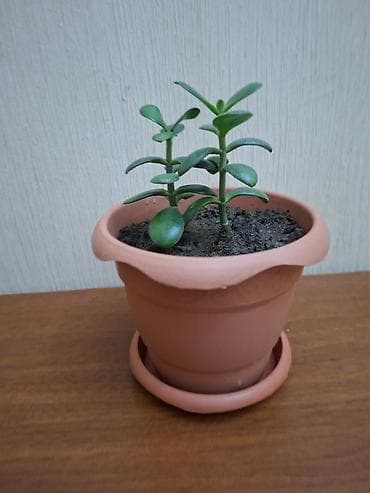 limon satışı: Crassula ovata (Pul ağacı) Bitki tam sağlamdır, zərərvericilər — 2