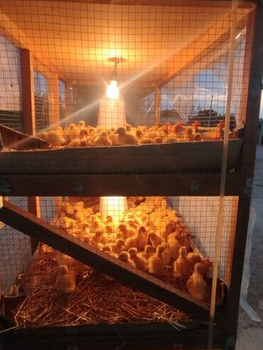 tısbağa balası: Ördək cücələri, Ətlik, Ünvandan götürmə, Ödənişli çatdırılma, Rayonlara çatdırılma — 8