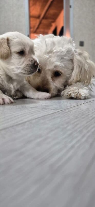 alabay sekilleri: Pudel, 1 il — 6