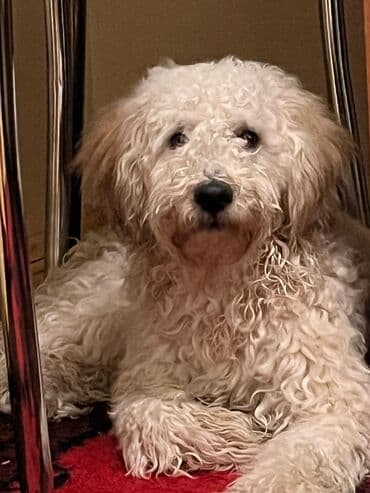 pudel it cinsi: Pudel — 2