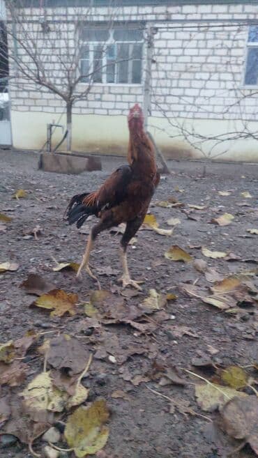 inək şəkli: Məhsul: Uzunboyun, incə quruluşlu yerli cins cücələr/horozlar Təsvir — 5