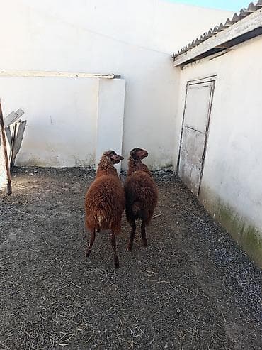 sort qoyunlar: Dişi, Qala, il: 1, 50 kq, Damazlıq, Ünvandan götürmə — 3