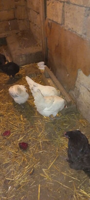 Inəklər, öküzlər: Toyuq, Damazlıq — 4