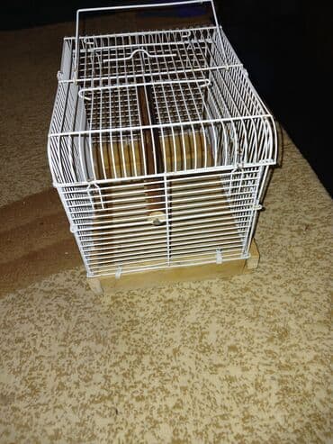 quş hini: Qefes — 2