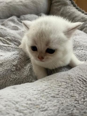 Золотая шиншилла — 7