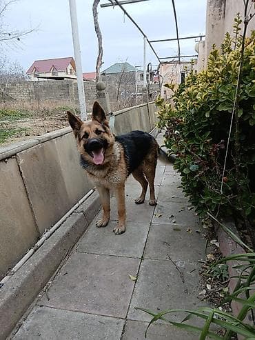 Digər heyvanlar: Alman çoban iti — 5