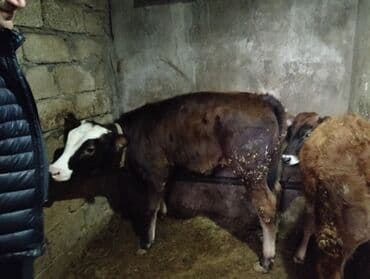 Tavalar: Satılır: 2 baş balalıq buzaq - Növ: qarışıq cins (qara-ağ alnı ağ — 3