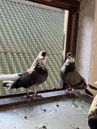 pavlin goyercin: Göyerçinler aq quyruqlar ekey maya esenlerdendi nikalayisqi cutu 35 m — 7