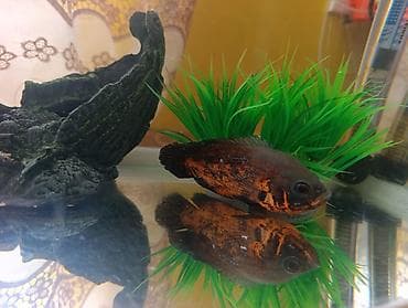 kompresor akvarium: Akvarium və balıq dəsti satılır. Dəst tərkibi: - Şüşə akvarium — 8