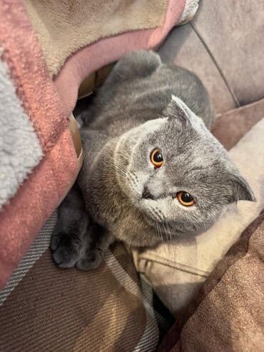 вислоухий шотландец купить: Шотладская вислоухая, Самец — 2