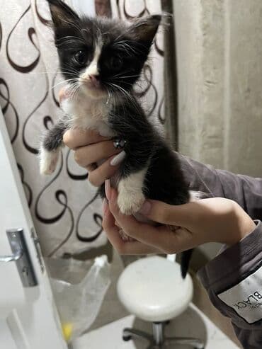 где можно купить котенка: Yaxşı əllərə — 1