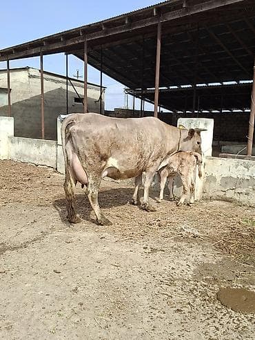 inək sagan: 20 litir sud verir 10 gundu dogub 3cu qarni erkey balasi var — 1