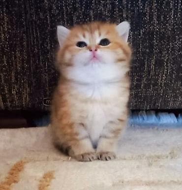 tuklu pisikler: Britan, Erkək, Dişi, Yaxşı əllərə, Ünvandan götürmə — 10