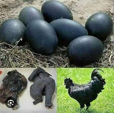 kənd toyuqları: Ayam Cemani (tamamilə qara cins) toyuq və materialları.Tecili satilir — 2