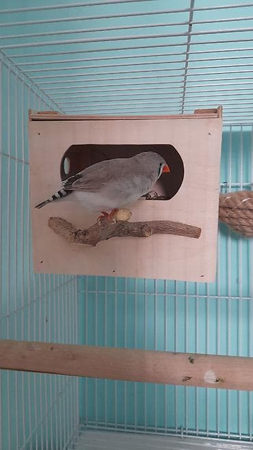 quşlar: 2 ədəd Amadin + qəfəs(təzə ) = 40 azn . Əlaqə nömrəsi : 0513757473 — 5