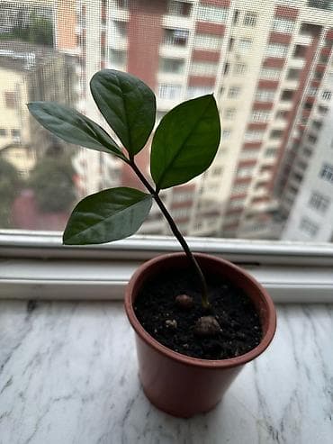 soğan gulu: Zamikulkus (dollar gulu) — 1