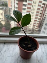 orxideya gülü: Zamikulkus (dollar gulu) — 1