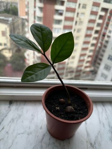 adenium gulu: Zamikulkus (dollar gulu) — 1