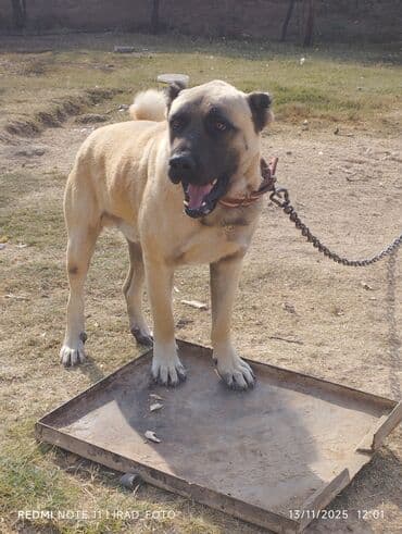 ən gözəl it adları: Satılır fikri ciddi olanlar zəng etsin 060-660-67-00 — 3