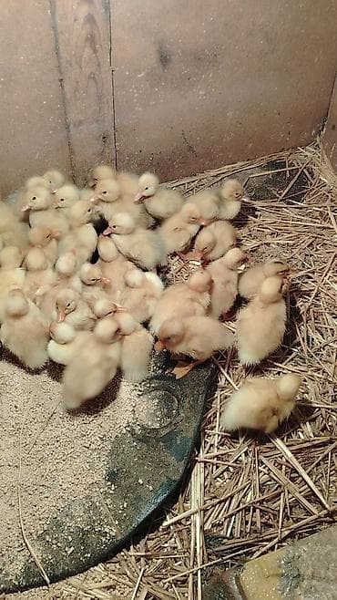 qaqa ordeyi: 4gunuy Pekin ördəy balası var satıq xacmazda vasapa yaz 0554626380 — 3