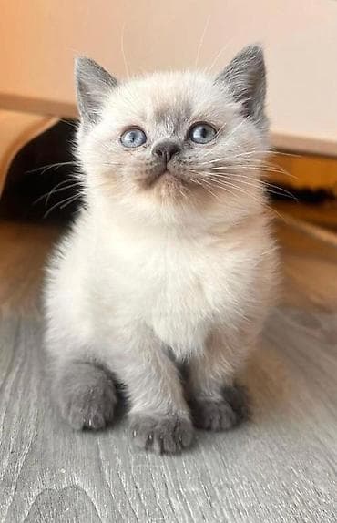 ördək balası haqqında məlumat: Britan — 4