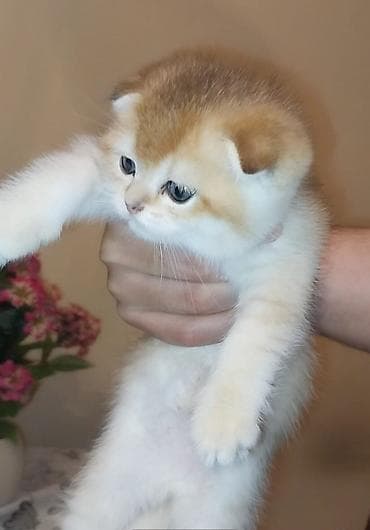 van pisik: Britan — 4