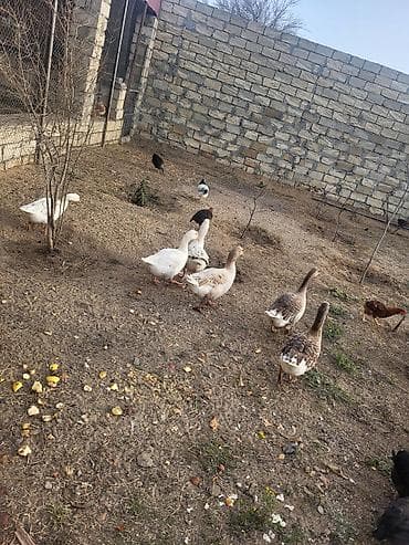 pisik ucun bit dermani: Qaz sürüsü satılır - Növ: Ağ və boz yerli qazlar (qarışıq rənglər) - — 8