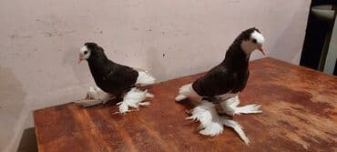 попугай ара цена: Satılır cütü 100 manat — 4