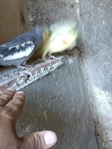 qus nomreleri: Nimfalari (Cockatiel) cütü - Növ: Nimfa tutuquşusu (Cockatiel) - — 4