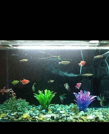 Akvariumlar: Akvaryum komplekti – balıqlar və aksesuarlarla Tərkibi: - 5 ədəd — 1