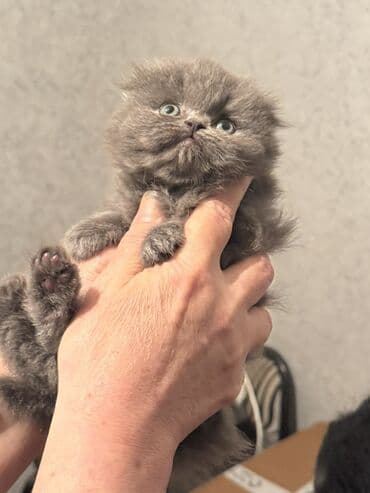 ev pişiy: Fars, Dişi, Ünvandan götürmə — 4