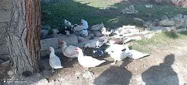 Quşlar: Erkək, | Lal ördək, Ətlik — 10