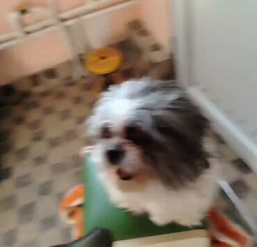 heyvanlara verilen adlar: Shi-tsu — 1