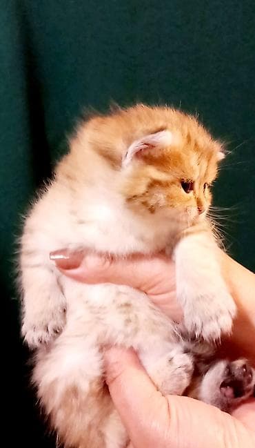 pişim: Britan, Dişi, Yaxşı əllərə, Ünvandan götürmə — 4