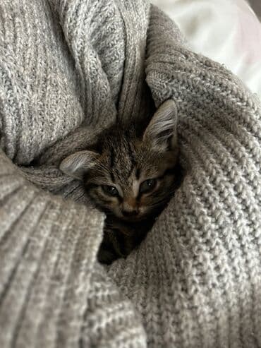 котенок в хорошие руки: Tabbi, Yaxşı əllərə — 4