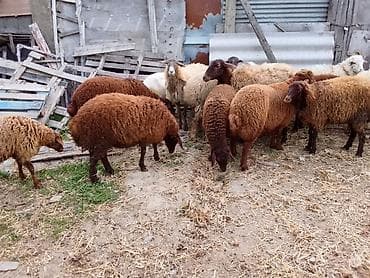 Balali qoyunlar ve tek quzulardir kom ve təkde satılır ciddi insanlar