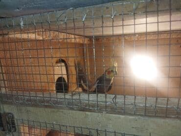 ucuz pitbul: Nimfa tutuquşuları (Cockatiel) – müxtəlif rəng mutasiyaları ilə - — 1