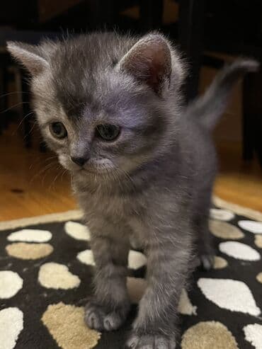 pişik ağ: Temiz qan Oglandi 15.11.25 dogulub. Qum terbiyesi yeme oyredilib — 6