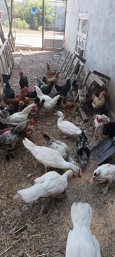 Məhsul: Ev quşları sürüsü Təsvir: - Qarışıq növlərdən ibarət böyük