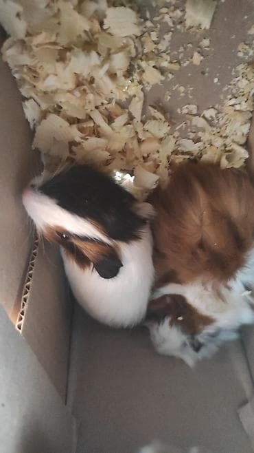 Ev heyvanı – Qvineya donuzu (guinea pig) - Növ: Qvineya donuzu