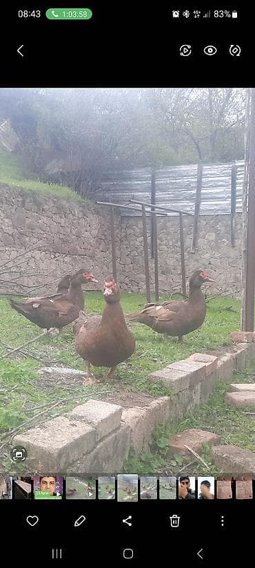 N 1 Qirmizi okuz ozum ucun saxladigim damazliqlardi xoruzdular