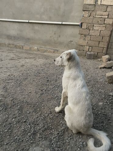 сколько стоит щенок акита ину: Алабай, 5 месяцев, Самка, С прививками, Самовывоз, Платная доставка — 1