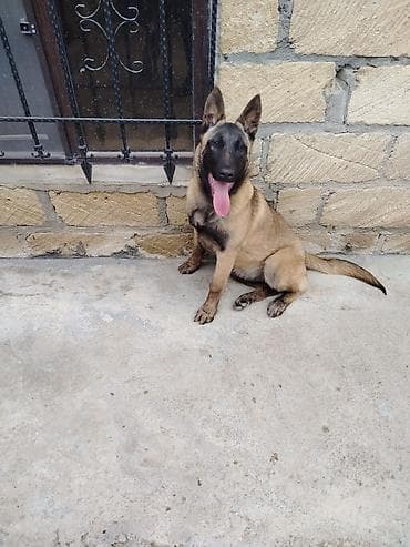 alman coban iti: Belçika Malinua (Belgian Malinois) – gözətçi/iş iti - Cins: Belçika — 6