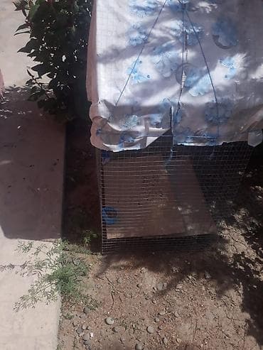 ev heyvanları it: Sabirabada papuqay satlır 60azın — 2