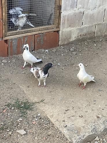 heyvanlar quşlar: Tutulma heyvanlar ünvan Fatmayi — 2