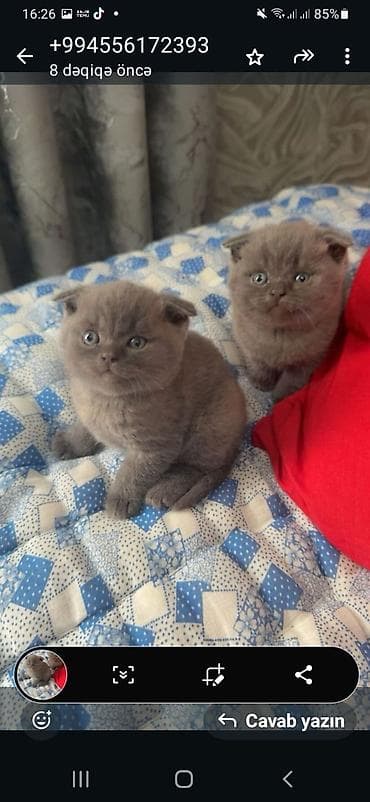 qoyun yemi: Şotland yastı qulaq — 6